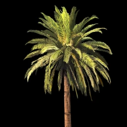 File:Tree palm.webp